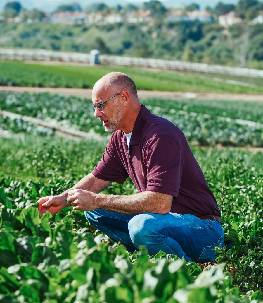 Pessoa examinando vegetais no campo
