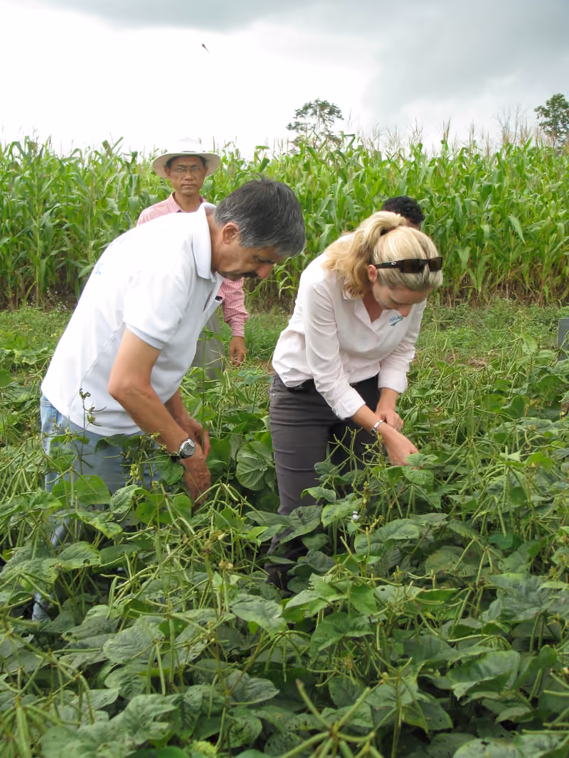 Bob Martin e Stephanie Belfield examinando plantas com produtores no Camboja, em 2010